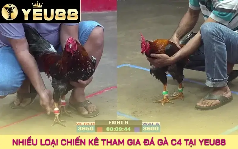 Nhiều loại chiến kê tham gia đá gà c4 tại Yeu88