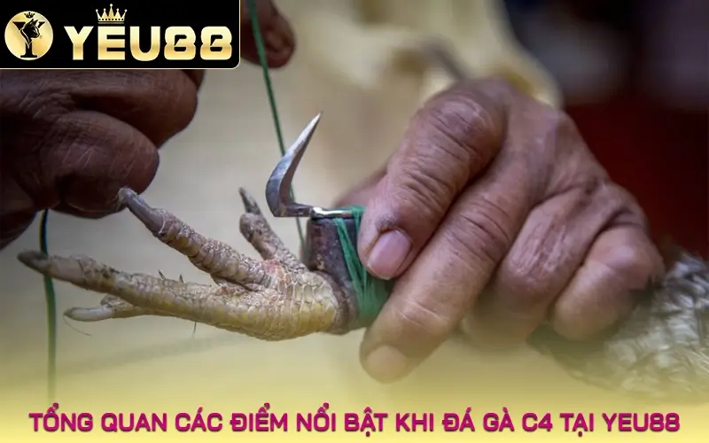 Tổng quan các điểm nổi bật khi đá gà c4 tại Yeu88